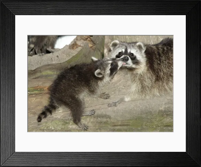 Framed Print : Raccoon - baby animal licking mother's face - Hessen - Germany