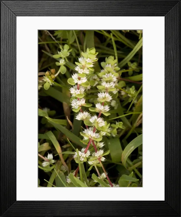 Framed Print : Coral Necklace (Illecebrum verticillatum), a New Forest rarity Framed Print : Coral Necklace (Illecebrum verticillatum), a New Forest rarity