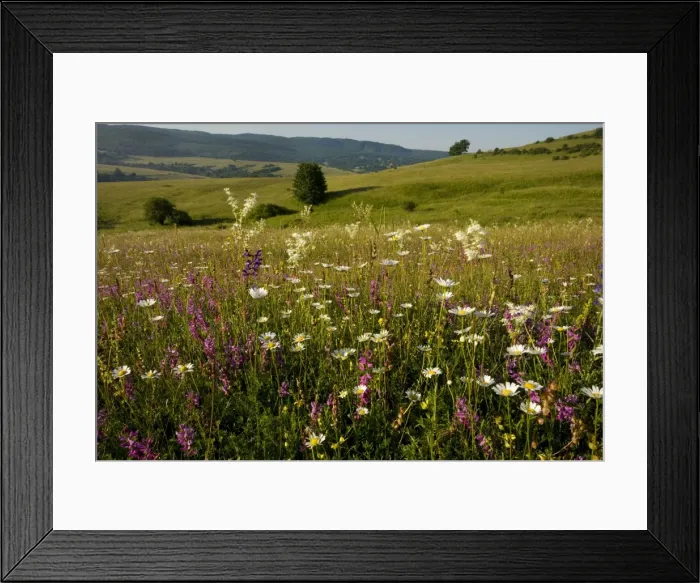 Framed Print : Ancient flowery limestone grassland in Transilvania, near Baraolt. Dominated by Great Milkwort, ox-eye daisy, dropwort etc. Romania Framed Print : Ancient flowery limestone grassland in Transilvania, near Baraolt. Dominated by Great Milkwort, ox-eye daisy, dropwort etc. Romania