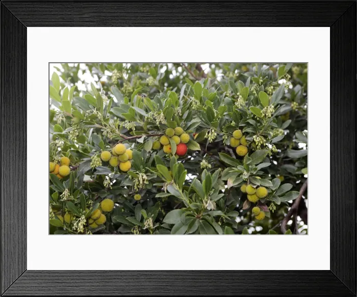 Framed Print : Strawberry Tree - in park. Nice - France Framed Print : Strawberry Tree - in park. Nice - France