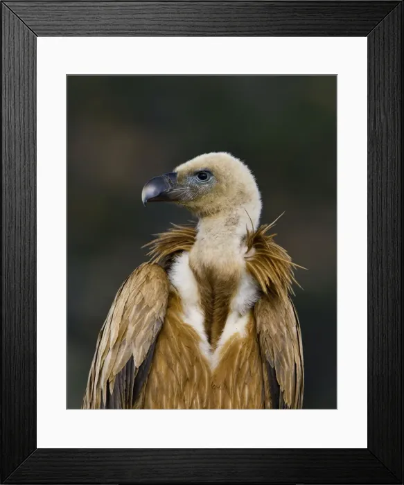 Framed Print : Eurasian Griffon Vulture - Andalucia - Spain - February