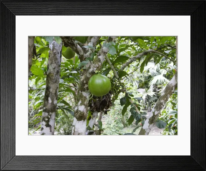Framed Print : Calabash Tree - & fruit Amazon Peru Framed Print : Calabash Tree - & fruit Amazon Peru