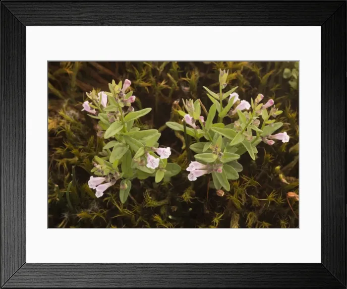 Framed Print : Lesser skullcap (Scutellaria minor) in flower, New Forest Framed Print : Lesser skullcap (Scutellaria minor) in flower, New Forest