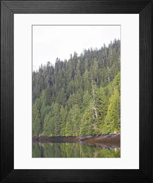 Framed Print : Temperate rainforest - view of trees by estuary. Khuzemateen Grizzly Bear Sanctuary - British Colombia - Canada Framed Print : Temperate rainforest - view of trees by estuary. Khuzemateen Grizzly Bear Sanctuary - British Colombia - Canada