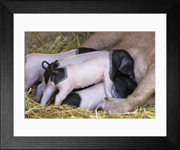 Framed Print : Basque Pig- f7 day old piglets suckling. France Framed Print : Basque Pig- f7 day old piglets suckling. France
