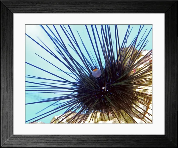 Framed Print : Long Spined Sea Urchin, tropical seas Framed Print : Long Spined Sea Urchin, tropical seas
