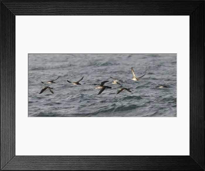 Framed Print : Manx Shearwater - in flight over the sea - Dorset - UK Framed Print : Manx Shearwater - in flight over the sea - Dorset - UK