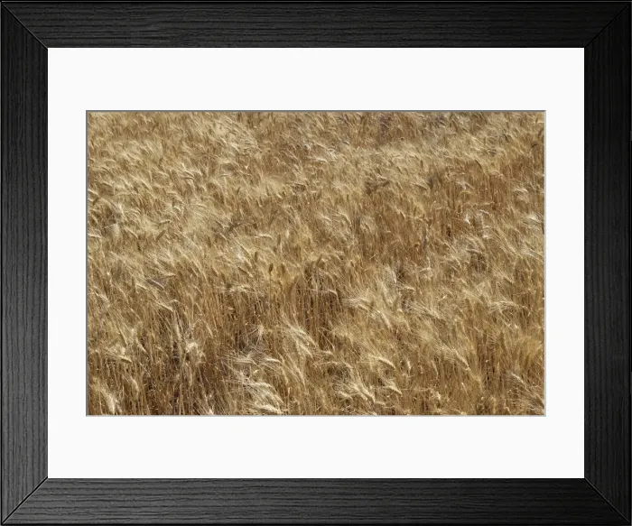 Framed Print : Barley - in field Framed Print : Barley - in field
