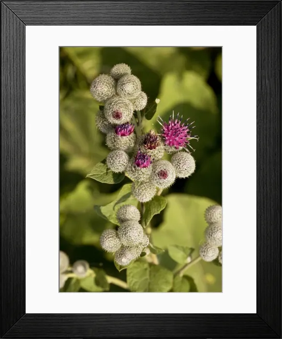 Framed Print : Downy burdock (Arctium tomentosum). Germany Framed Print : Downy burdock (Arctium tomentosum). Germany