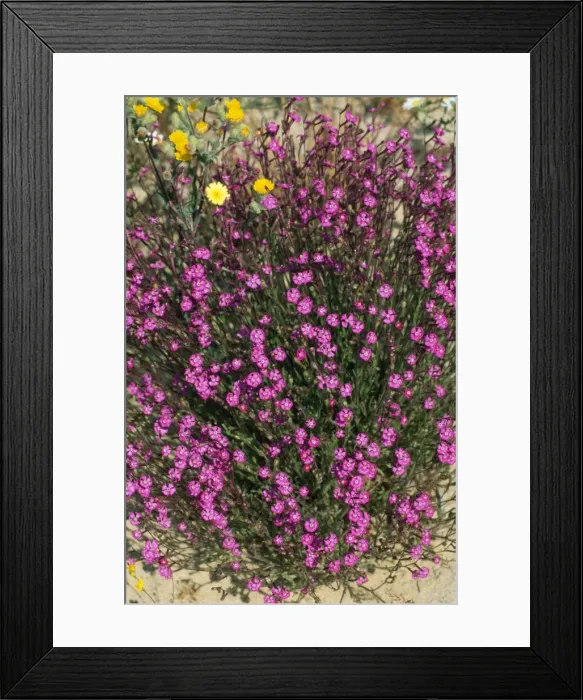 Framed Print : Deptford Pink - flowering Framed Print : Deptford Pink - flowering
