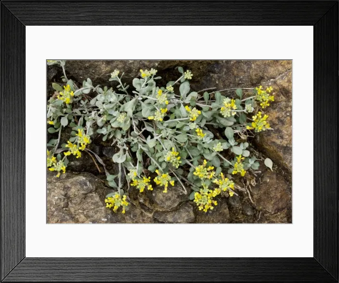 Framed Print : An endemic Alison, Alyssum akamassicum, on the Akamas Peninsula; Greek Cyprus (south) Framed Print : An endemic Alison, Alyssum akamassicum, on the Akamas Peninsula; Greek Cyprus (south)