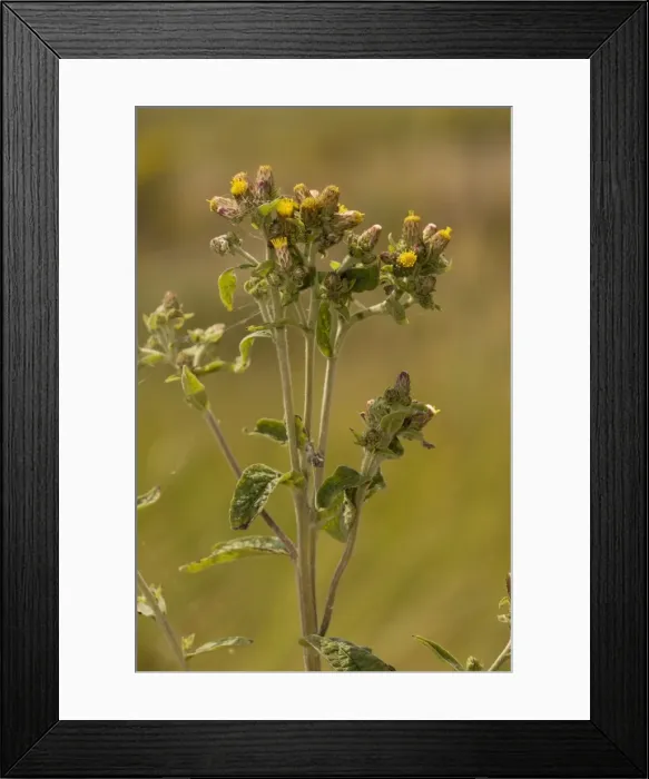 Framed Print : Ploughman's spikenard (Inula conyza), Dorset Framed Print : Ploughman's spikenard (Inula conyza), Dorset