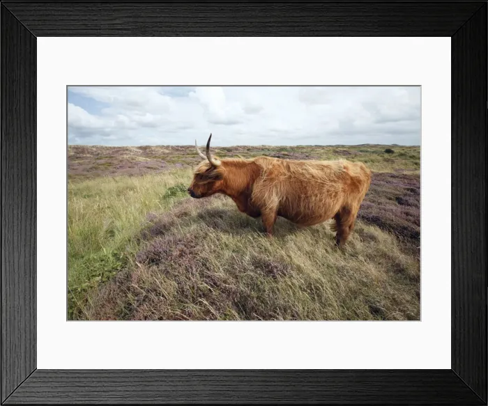 Framed Print : Scottish Highland Cattle - cow standing in sand dune - National Park - Texel Island - Holland Framed Print : Scottish Highland Cattle - cow standing in sand dune - National Park - Texel Island - Holland