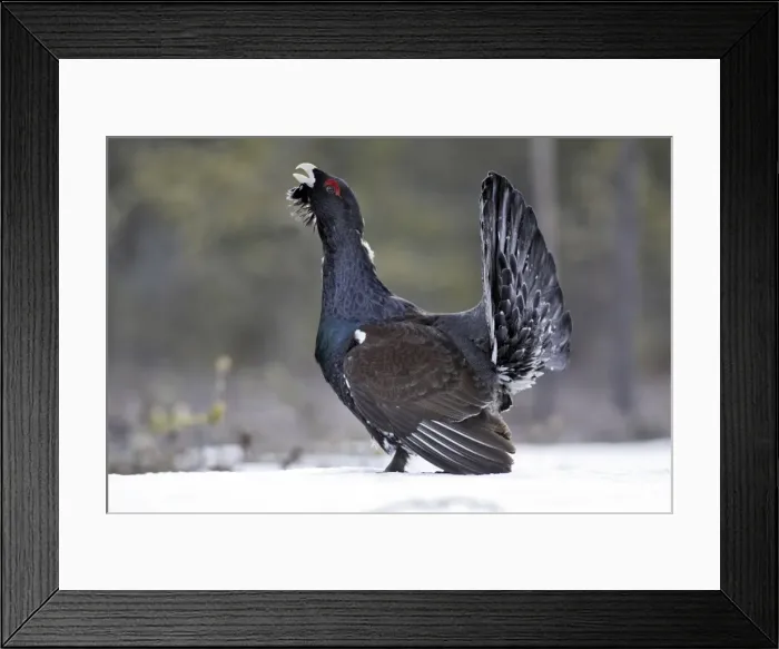 Framed Print : Capercaillie - male displaying in snow. Kuhmo - Finland Framed Print : Capercaillie - male displaying in snow. Kuhmo - Finland