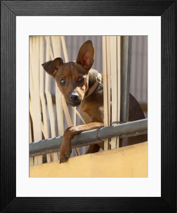 Framed Print : Dog - looking out onto street from 1st floor patio - Andalucia - Spain - September Framed Print : Dog - looking out onto street from 1st floor patio - Andalucia - Spain - September