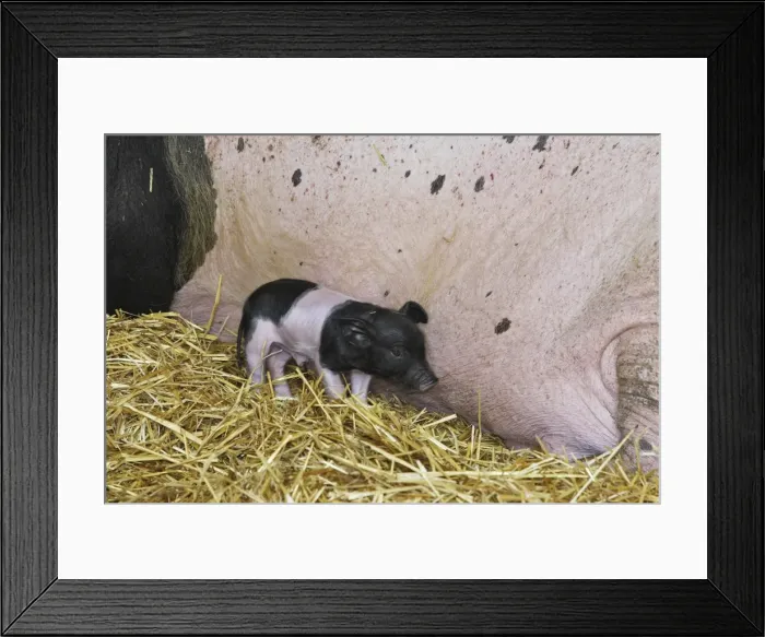 Framed Print : Limousin Pig - piglet. Originated West Massif Central. France Framed Print : Limousin Pig - piglet. Originated West Massif Central. France