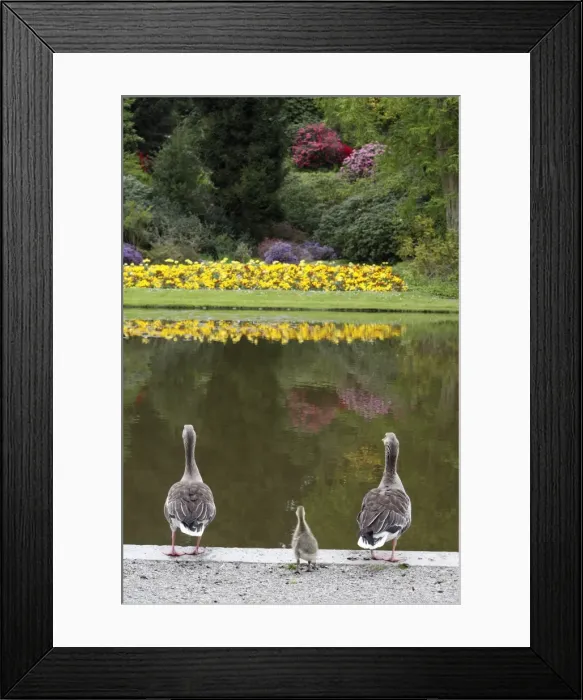 Framed Print : Greylag Goose - Parents with gosling at lake edge in park - Hessen - Germany Framed Print : Greylag Goose - Parents with gosling at lake edge in park - Hessen - Germany