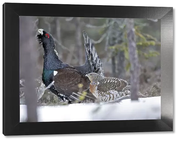 Capercaillie - male displaying to female in snow - courtship. Kuhmo - Finland