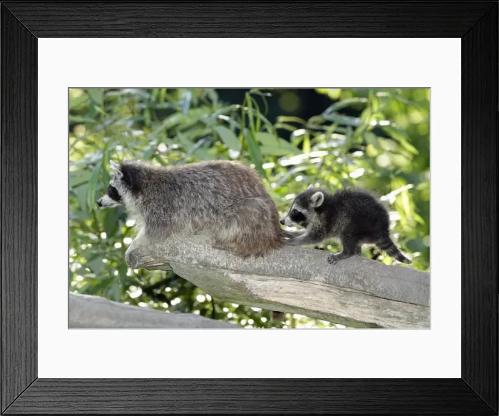 Framed Print : Raccoon - baby animal playing with mother - Hessen - Germany Framed Print : Raccoon - baby animal playing with mother - Hessen - Germany