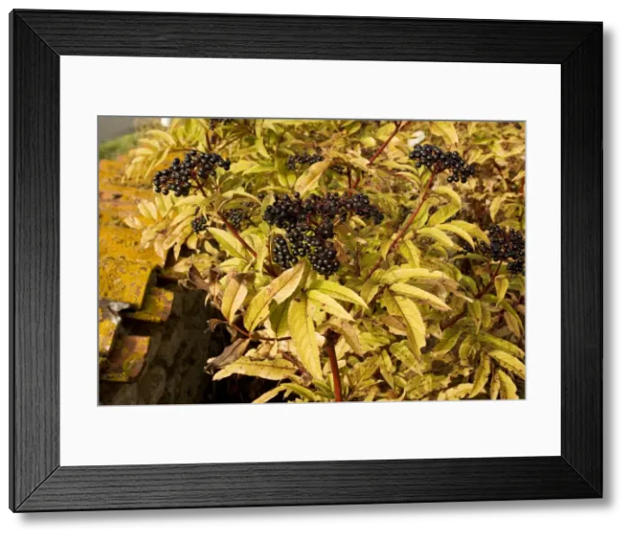 Framed Print : Dwarf Elder, or Danewort (Sambucus ebulus), in fruit Framed Print : Dwarf Elder, or Danewort (Sambucus ebulus), in fruit