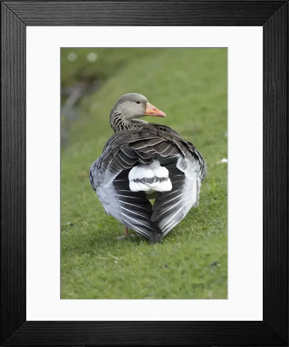 Framed Print : Greylag Goose - preening its feathers at lake edge - Hessen - Germany Framed Print : Greylag Goose - preening its feathers at lake edge - Hessen - Germany