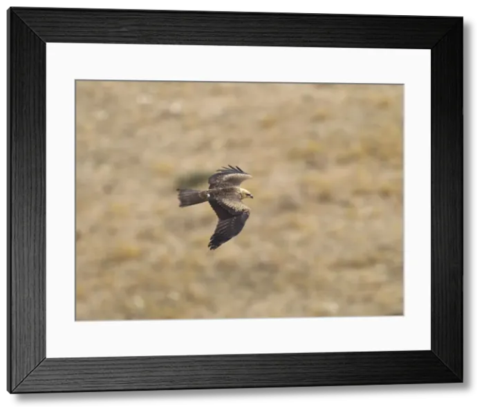 Framed Print : Black Kite - juvenile on migration - Tarifa - Andalucia - Spain - September Framed Print : Black Kite - juvenile on migration - Tarifa - Andalucia - Spain - September