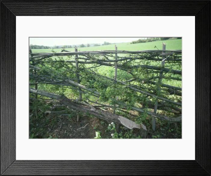 Framed Print : Hedge - newly laid Framed Print : Hedge - newly laid