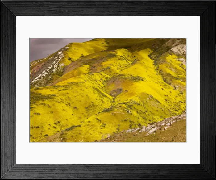 Framed Print : Spectacular masses of spring wildflowers, mainly Hillside Daisy and Phacelia, covering the slopes of The Temblor Range, Carrizo Plain, California Framed Print : Spectacular masses of spring wildflowers, mainly Hillside Daisy and Phacelia, covering the slopes of The Temblor Range, Carrizo Plain, California