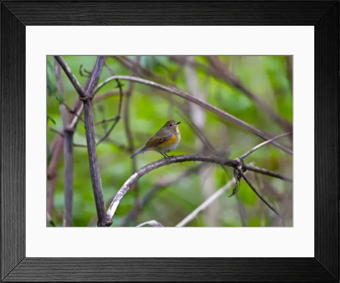 Framed Print : Red-flanked Bluetail - 1st winter vagrant - Lowestoft - Suffolk - October Framed Print : Red-flanked Bluetail - 1st winter vagrant - Lowestoft - Suffolk - October