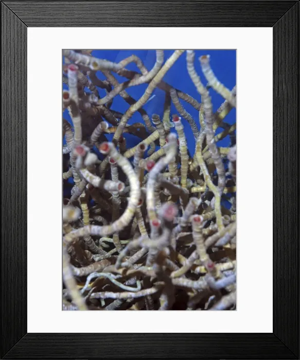 Framed Print : Vestimentiferan Tube Worms from deep sea hydrothermal vents, using inorganic chemicals and heat to grow Framed Print : Vestimentiferan Tube Worms from deep sea hydrothermal vents, using inorganic chemicals and heat to grow