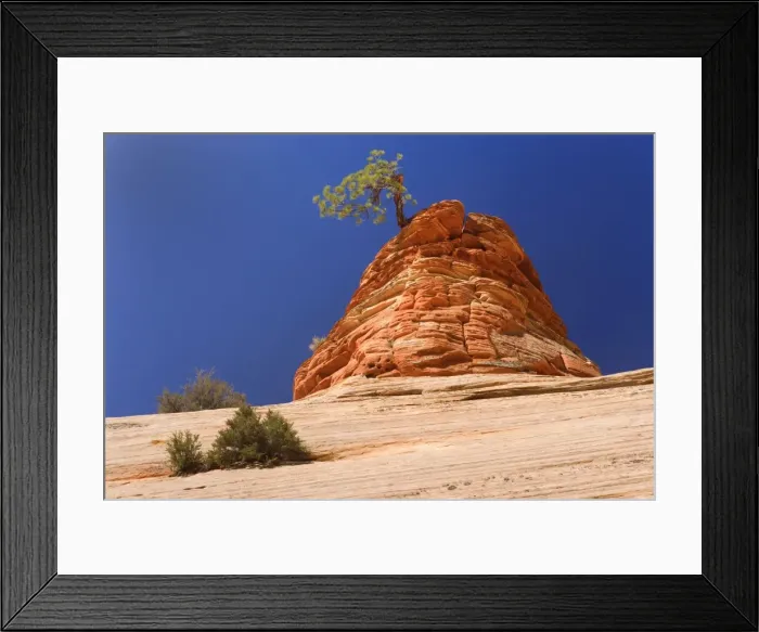 Framed Print : Pine Tree - growing on top of an eroded sandstone formation in the shape of a beehive - one of the most famous landmarks in Zion - Checkerboard Mesa, Zion National Park, Utah, USA Framed Print : Pine Tree - growing on top of an eroded sandstone formation in the shape of a beehive - one of the most famous landmarks in Zion - Checkerboard Mesa, Zion National Park, Utah, USA