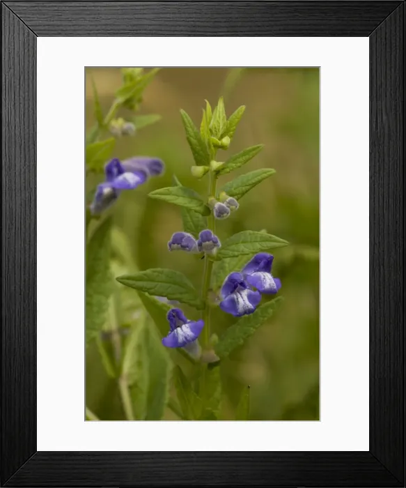 Framed Print : Skullcap (Scutellaria galericulata); Dorset Framed Print : Skullcap (Scutellaria galericulata); Dorset