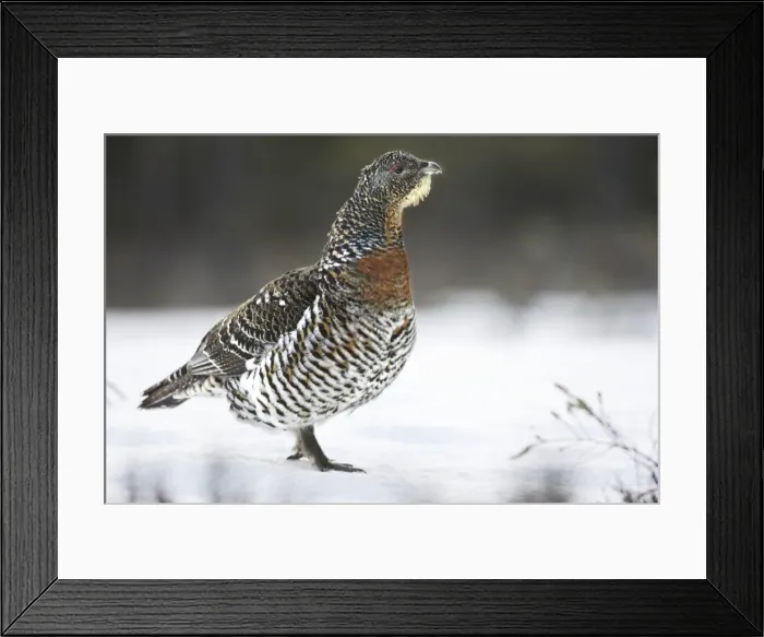 Framed Print : Capercaillie - female in snow. Kuhmo - Finland Framed Print : Capercaillie - female in snow. Kuhmo - Finland
