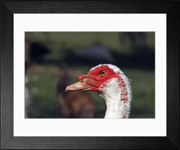 Framed Print : Barbary Duck Framed Print : Barbary Duck