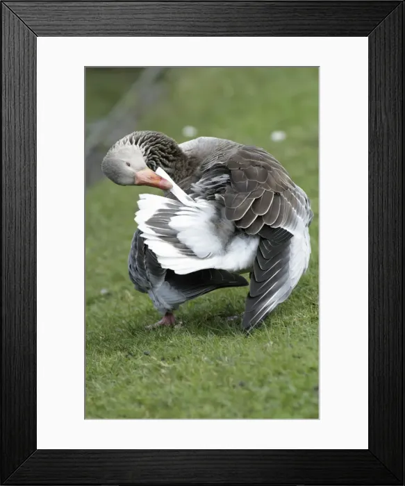 Framed Print : Greylag Goose - preening its feathers at lake edge - Hessen - Germany Framed Print : Greylag Goose - preening its feathers at lake edge - Hessen - Germany