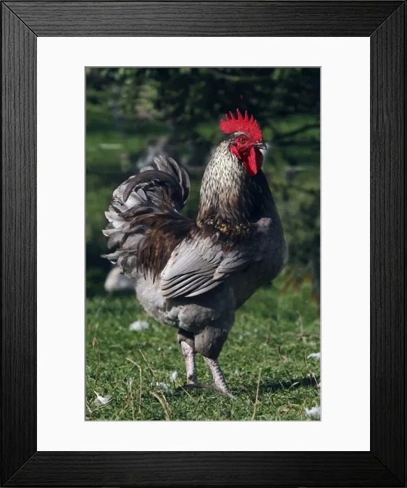 Framed Print : Chicken - rooster Framed Print : Chicken - rooster