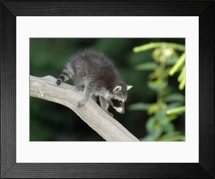 Framed Print : Raccoon - baby animal on branch - Hessen - Germany