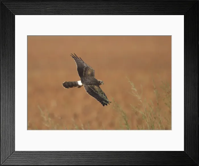 Framed Print : Montagu's Harrier - juvenile in flight - hunting - La Janda Andalucia Spain - September Framed Print : Montagu's Harrier - juvenile in flight - hunting - La Janda Andalucia Spain - September