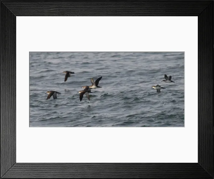 Framed Print : Manx Shearwater - in flight over the sea - Dorset - UK Framed Print : Manx Shearwater - in flight over the sea - Dorset - UK