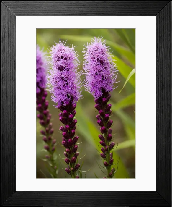 Framed Print : Dotted blazing star (Liatris punctata) from the USA prairies, also grown as a garden plant Framed Print : Dotted blazing star (Liatris punctata) from the USA prairies, also grown as a garden plant