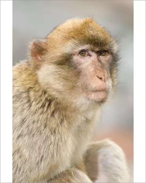 Barbary Macaque  /  Ape - Gibraltar - Europe