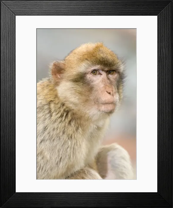 Framed Print : Barbary Macaque / Ape - Gibraltar - Europe Framed Print : Barbary Macaque / Ape - Gibraltar - Europe
