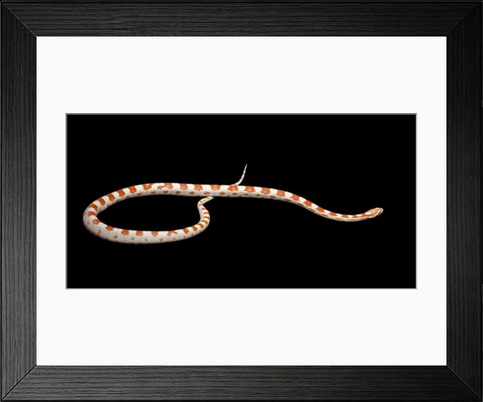 Framed Print : Corn / Red Rat Snake - “Candy cane” mutation - North America Framed Print : Corn / Red Rat Snake - “Candy cane” mutation - North America
