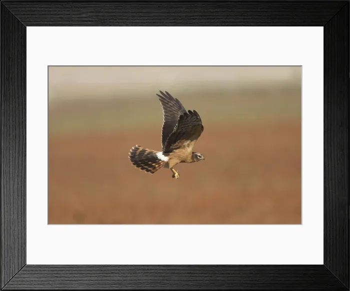 Framed Print : Montagu's Harrier - juvenile in flight - with a dragonfly - La Janda Andalucia Spain - September Framed Print : Montagu's Harrier - juvenile in flight - with a dragonfly - La Janda Andalucia Spain - September