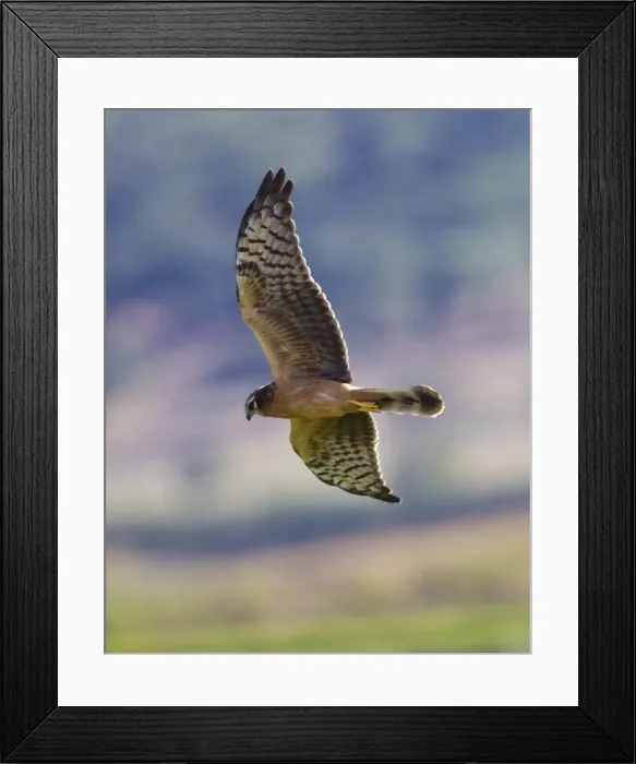 Framed Print : Montagu's Harrier - juvenile in flight - hunting - La Janda Andalucia Spain - September Framed Print : Montagu's Harrier - juvenile in flight - hunting - La Janda Andalucia Spain - September