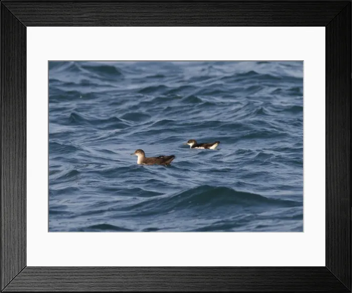 Framed Print : Balearic Shearwater and Manx Shearwater (Puffinus puffinus) on the sea - Dorset - UK - July Framed Print : Balearic Shearwater and Manx Shearwater (Puffinus puffinus) on the sea - Dorset - UK - July