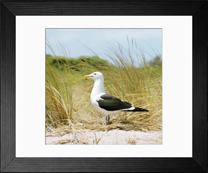 Framed Print : Southern Black-backed Gull Framed Print : Southern Black-backed Gull