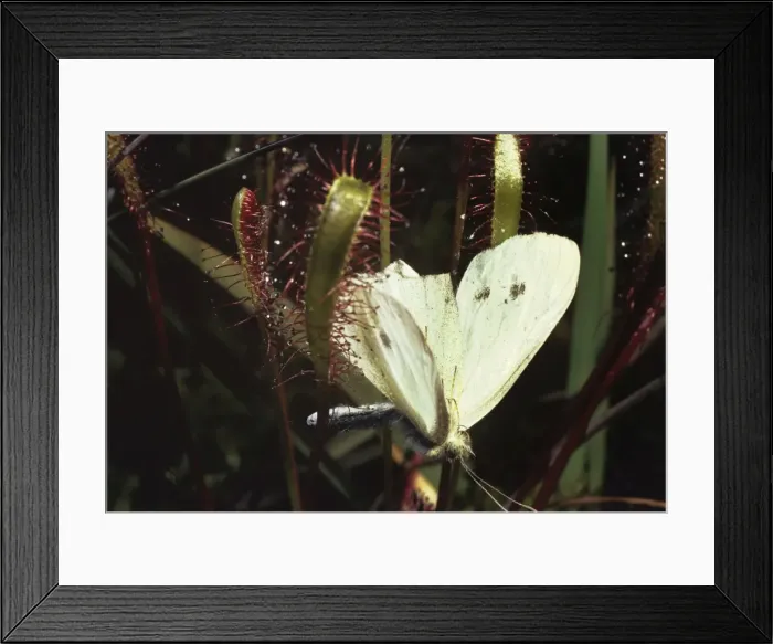 Framed Print : Great Sundew - with Small White Butterfly caught on leaves Framed Print : Great Sundew - with Small White Butterfly caught on leaves