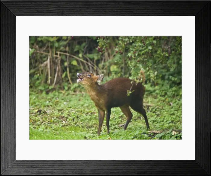 Framed Print : Muntjac / Barking Deer - female barking on edge of woodside glade - Oxon - UK - October Framed Print : Muntjac / Barking Deer - female barking on edge of woodside glade - Oxon - UK - October