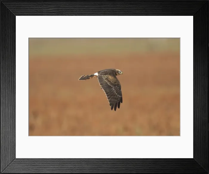 Framed Print : Montagu's Harrier - juvenile in flight - hunting - La Janda Andalucia Spain - September Framed Print : Montagu's Harrier - juvenile in flight - hunting - La Janda Andalucia Spain - September